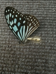 Ideopsis