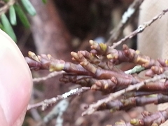 Arceuthobium tsugense