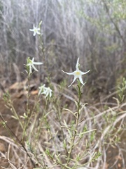 Anthocercis angustifolia