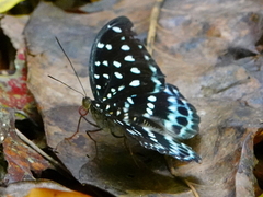 Lexias cyanipardus