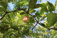 Putterlickia retrospinosa