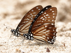 Graphium macareus