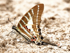 Graphium aristeus