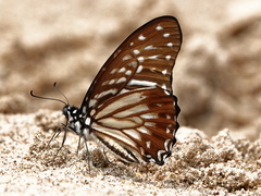 Graphium macareus