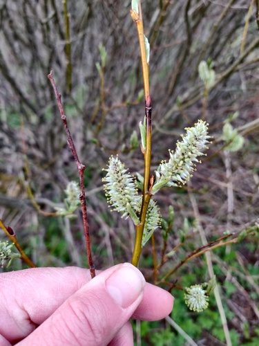 Tea-leaved Willow