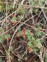 Styphelia humifusa
