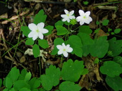 Thalictrum thalictroides