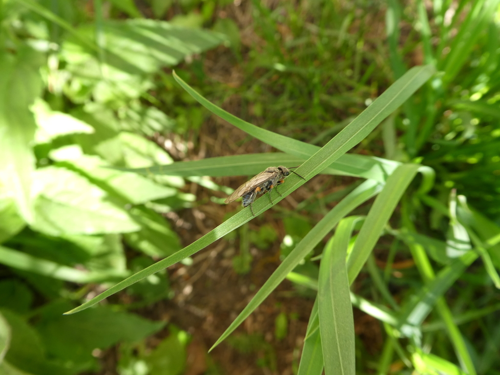 Dolerus gonager from Североуральск, Свердловская обл., Россия, 624480 ...