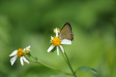 Heliophorus