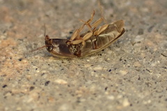 Elateridae