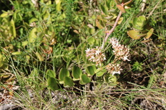 Crassula sarmentosa