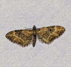 Eupithecia rotundopuncta