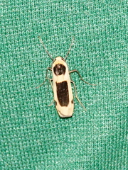 Thysanoptyx