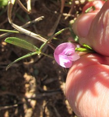 Strophostyles leiosperma