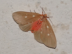 Tinolius eburneigutta