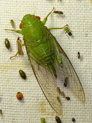 Dundubia