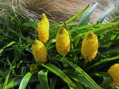Bulbinella rossii
