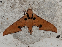 Ambulyx ochracea