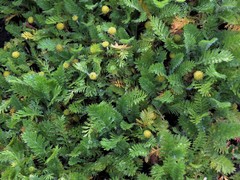 Leptinella plumosa