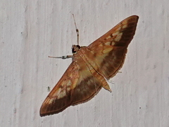 Syllepte sellalis