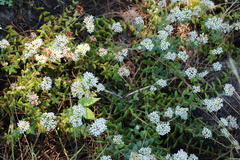 Crassula obovata