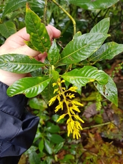 Palicourea lasiorrhachis