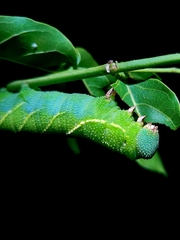 Smerinthinae