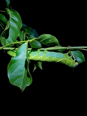 Smerinthinae