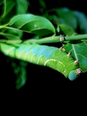 Smerinthinae