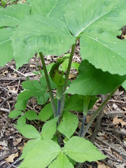 Arisaema triphyllum