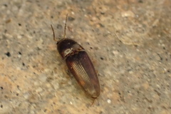 Elateridae