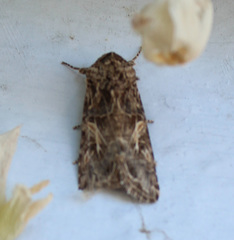 Spodoptera praefica