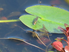 Plagioneurus univittatus