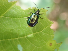 Arthrotus abdominalis