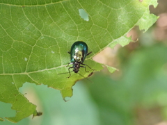 Arthrotus abdominalis