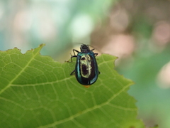 Arthrotus abdominalis