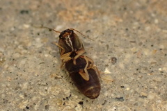 Elateridae