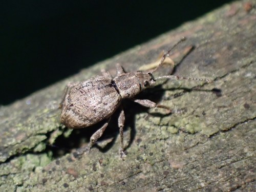 Obscure root weevil photo 4