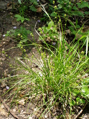 Cyperaceae
