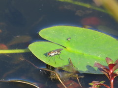 Plagioneurus univittatus