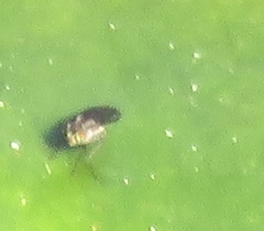 Plagioneurus univittatus