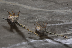 Gynacantha nourlangie