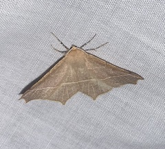 Tetracis cervinaria