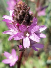 Sidalcea pedata