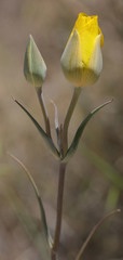 Calochortus clavatus