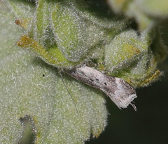 Coleotechnites invictella