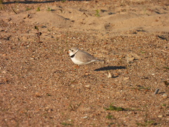 Charadrius melodus