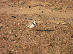 Charadrius melodus
