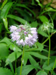 Hydrophyllum virginianum