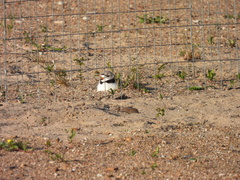 Charadrius melodus